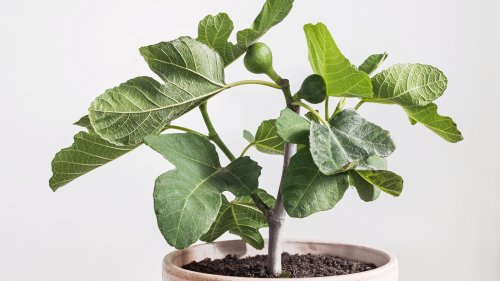 Fig Tree: Everything You Should Know Before Planting