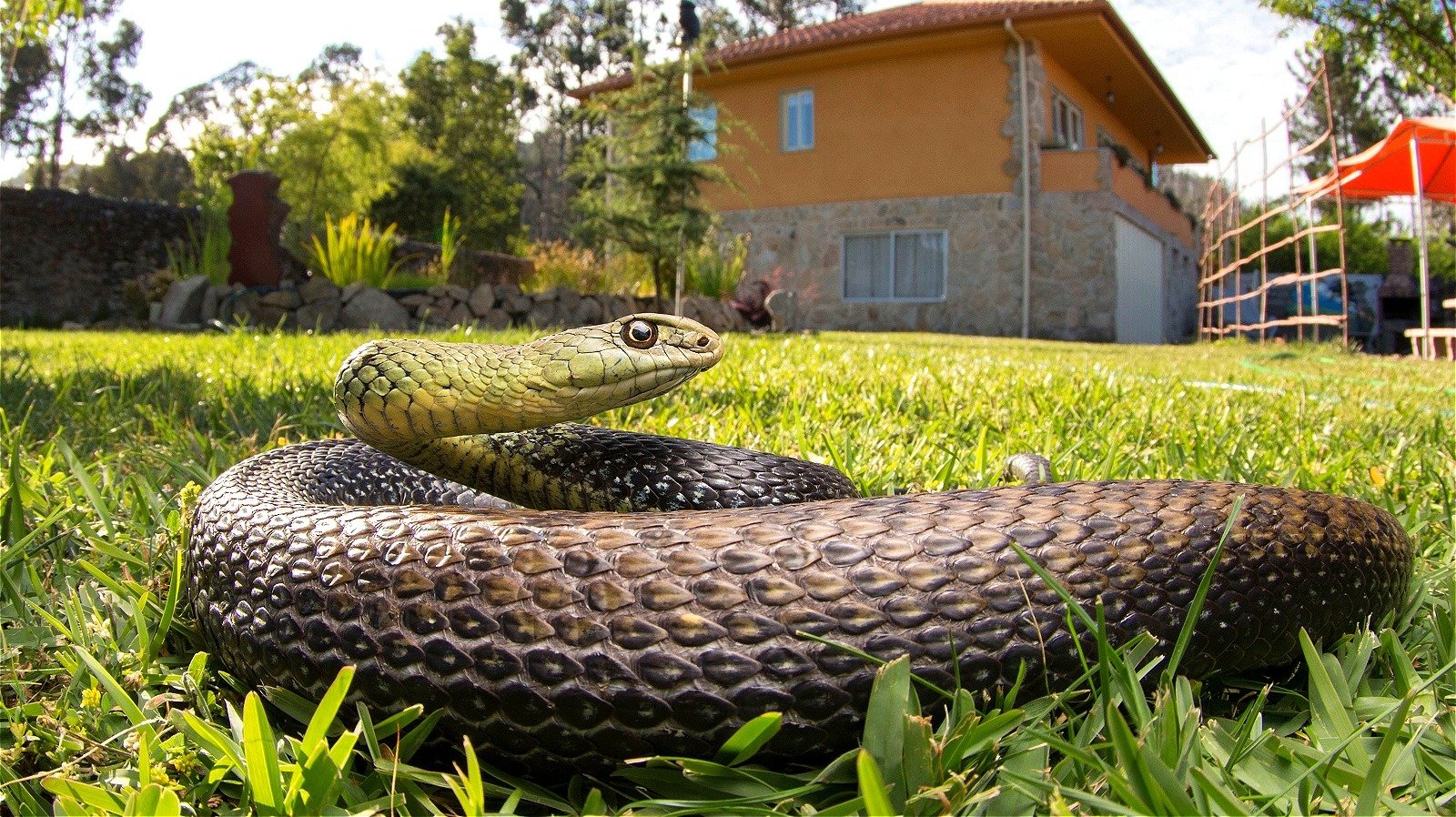 The Popular Scent That'll Keep Snakes Out Of Your Yard And Garden