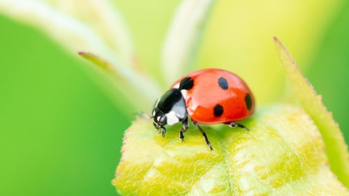 Why Are People Releasing Ladybugs Inside Their Homes?