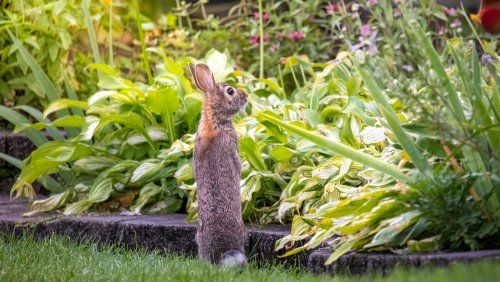 Can Baking Soda Really Keep Rabbits From Devouring Your Garden?