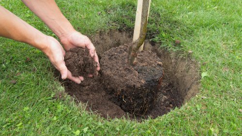 The Fast-Growing Tree You'll Want To Plant In Your Yard For All Of Its Benefits