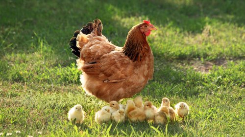 How Much Does It Cost To Add A Chicken Coop To Your Home?