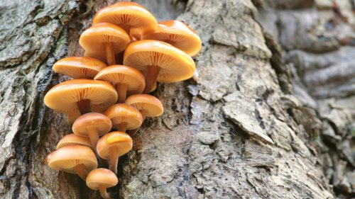 What It Really Means When Mushrooms Start Growing On Your Trees