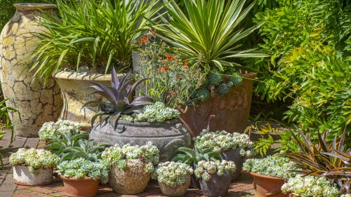 The Fast-Growing Plant That Can Handle The Heat And Makes Any Garden More Unique