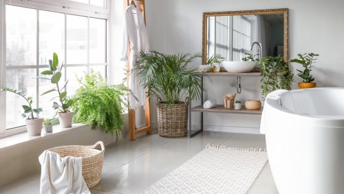 20 Moisture-Loving Houseplants Perfect For Your Bathroom