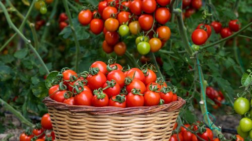 The Easiest Tomatoes To Grow In Your Garden