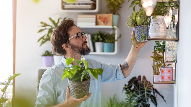 What Is The Hardest Houseplant To Grow?
