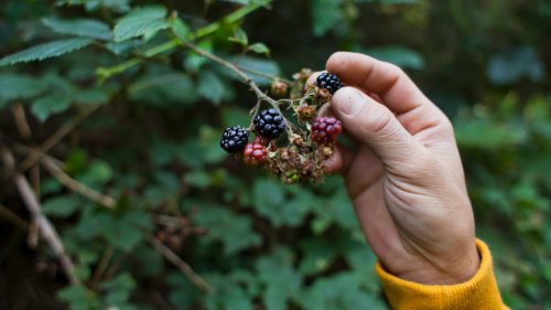 How To Grow And Care For A Blackberry Plant