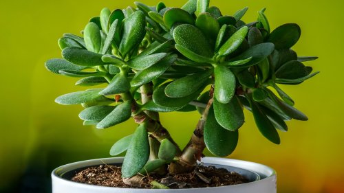 What's The Best Way To Treat Black Spot On Jade Plants?