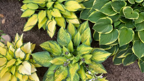 How To Prep Your Hostas For The Winter