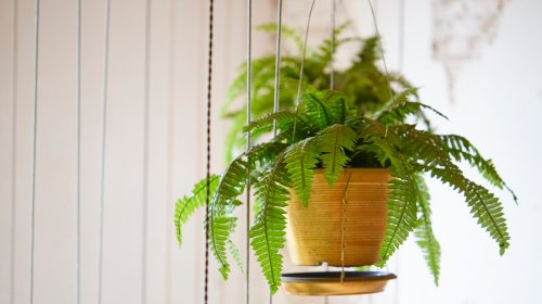 The Best Place To Hang Your Ferns For Maximum Growth