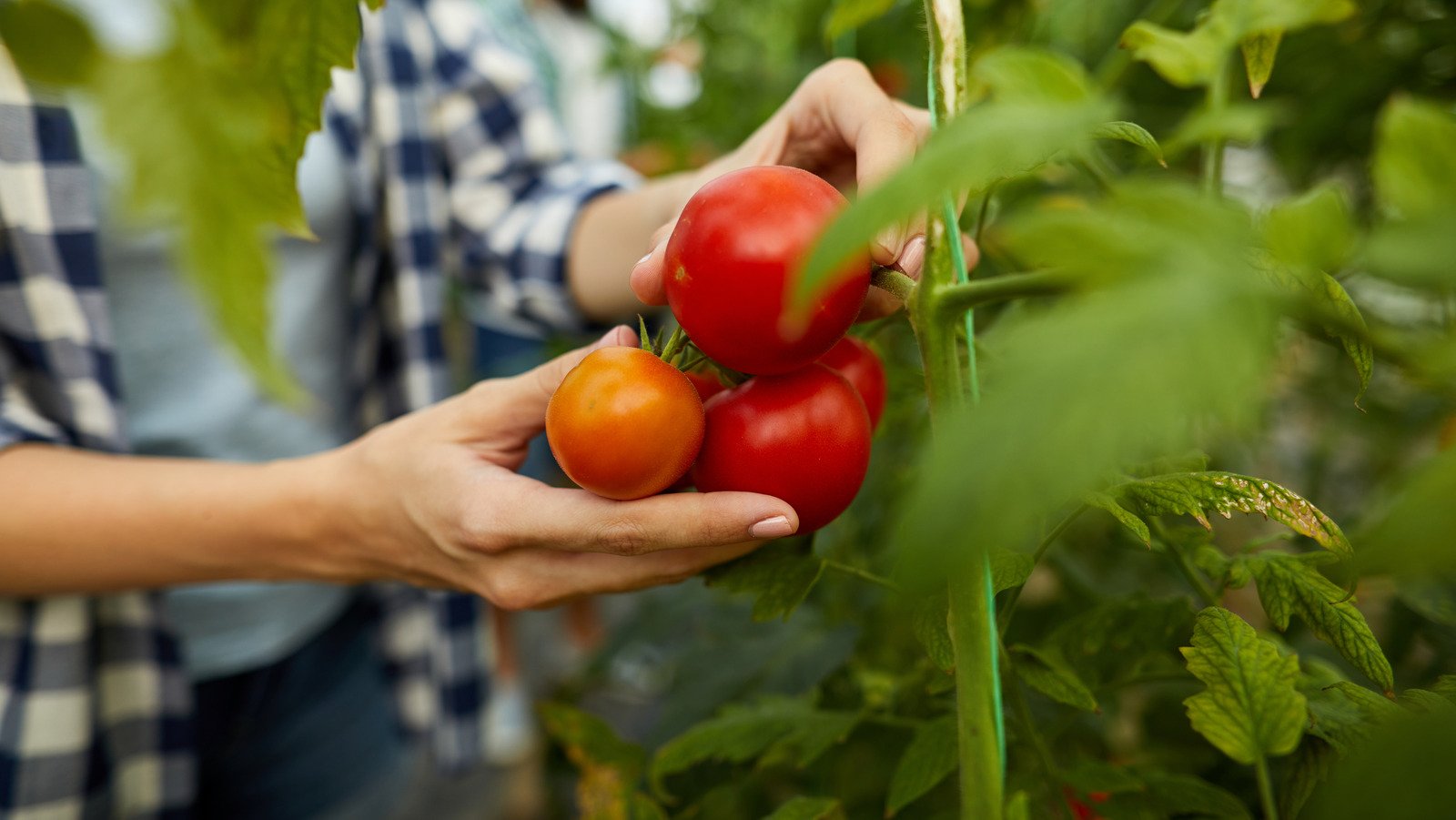 How To Harvest Tomato Seeds Like A Gardening Expert