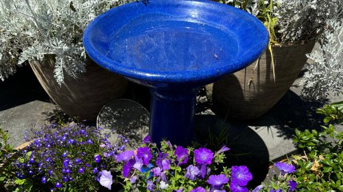 The Crucial Mistake You're Making When Choosing A Bird Bath