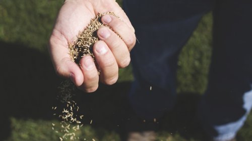 The Biggest Mistakes Everyone Makes When Planting Grass Seed