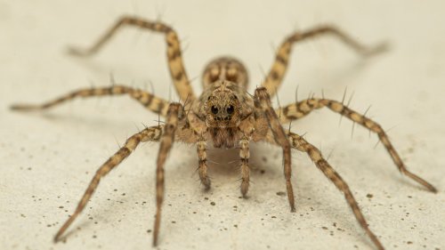 How To Tell The Difference Between A Safe Wolf Spider And Dangerous Brown Recluse