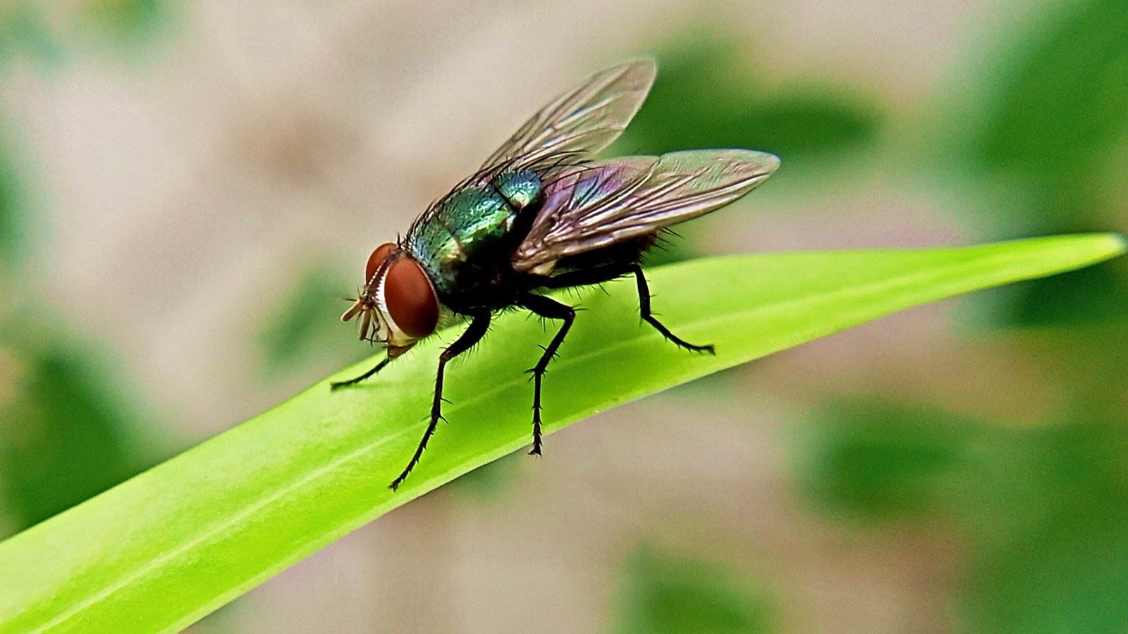 13 Best Ways To Get Rid Of Flies - House Digest