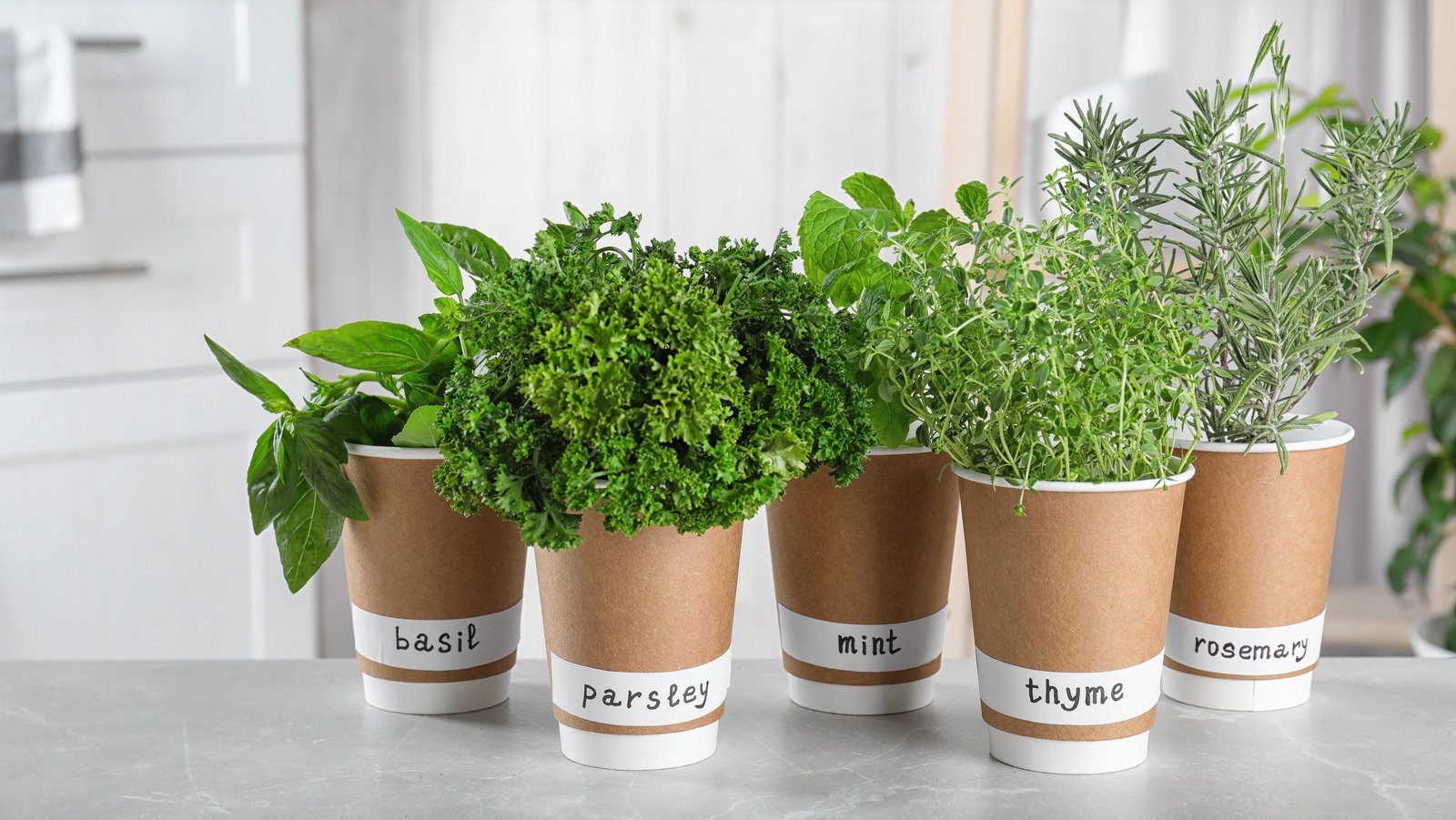 What Herbs Will Grow The Best In Your Kitchen - House Digest