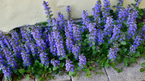The Fresh Smelling Garden Herb That Loves Growing With Ground Covering Ajuga