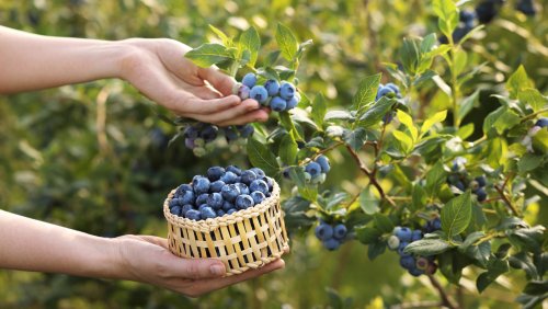 The Alternative Way To Grow Berries That Saves So Much Space