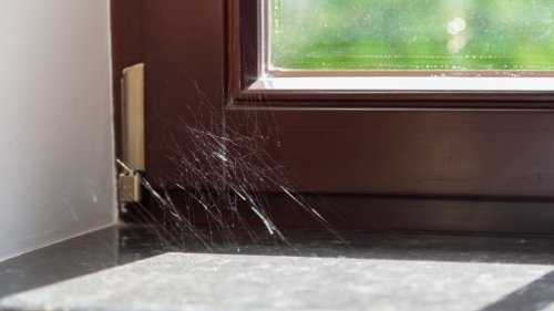 House Spiders Will Be A Thing Of The Past With This Simple DIY Spray