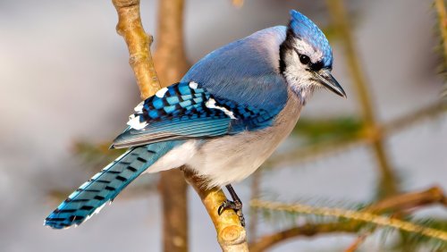 Why You Should Avoid Inviting Blue Jays Into Your Yard