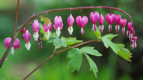 All The Reasons Why Your Bleeding Hearts Aren't Growing Or Blooming