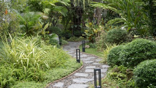The Fruit Tree That Brings Tropical Aesthetics & Fresh Produce Year Round