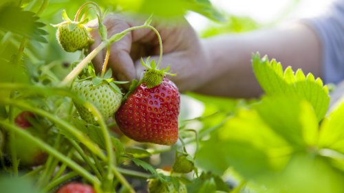 The Vegetable You Should Keep Far Away From The Strawberries In Your Garden