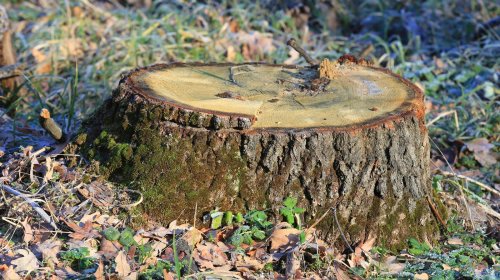 How To Safely Remove A Tree Stump Without Calling In The Professionals