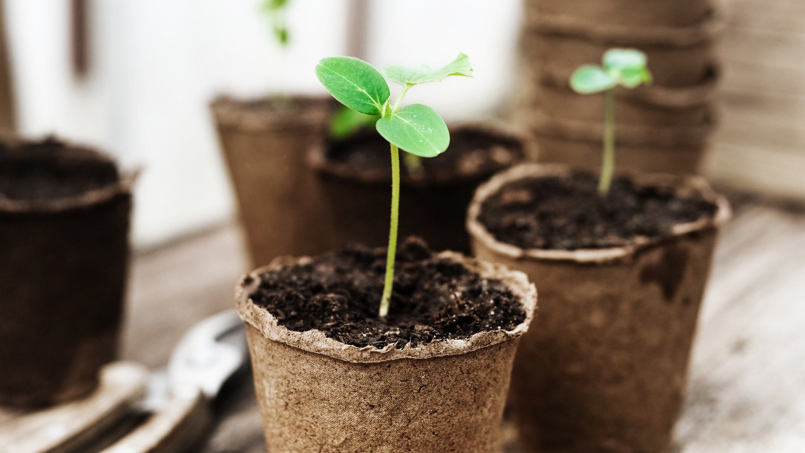 TikTok Seed Starting Hacks You'll Love For Your Garden - House Digest