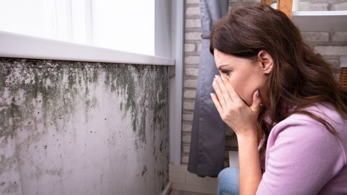 5 Tips For Identifying Black Mold In Your Home
