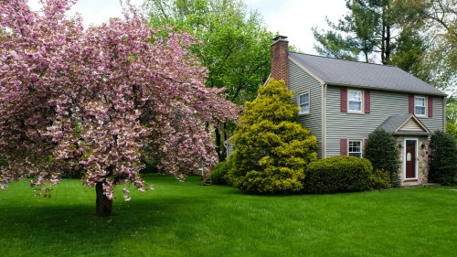 15 Small Trees That Won't Overtake Your Yard - House Digest