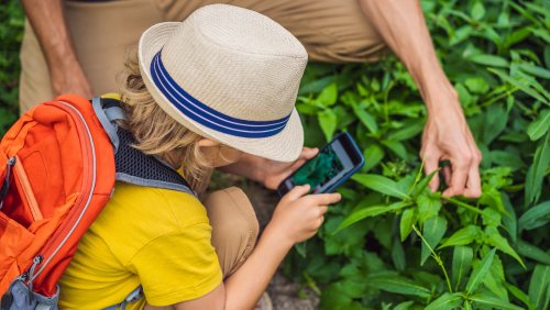 3 Top Plant-Identifying Apps To Help You Become A Master Gardener