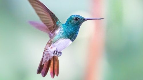 8 Genius Tips And Tricks To Attract More Hummingbirds To Your Garden