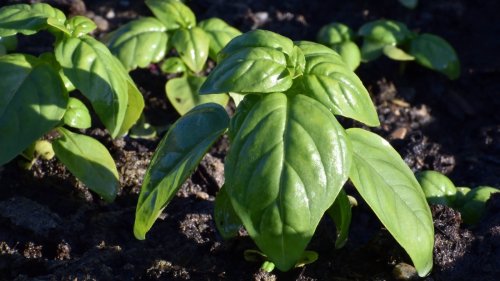 The Popular Herb You'll Wish You Never Planted Next To Basil In Your Garden