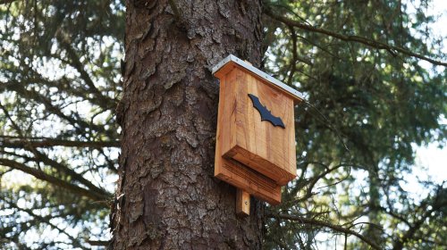 Why Building A Bat House Might Be The Mosquito Solution Of Your Dreams
