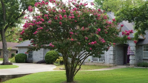 Beautify Your Small Yard With A Flowering, Fast-Growing Tree That Won't Take Over