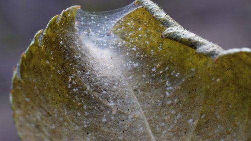 The Natural Solution That Kicks Spider Mites To The Curb, From House Digest's Master Gardener