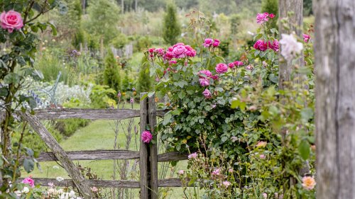 Why You May Want To Think Twice Before Growing Roses From Seeds