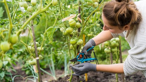 The Colorful Veggie You Should Consider Growing With Tomatoes In The Garden