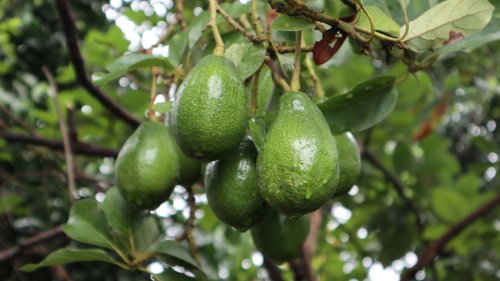 These Herbs Are The Perfect Companion Plants For Avocado Trees