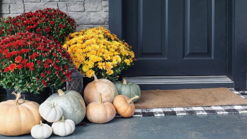 Here's How To Grow Mums In Containers And Keep Them Thriving Throughout The Fall