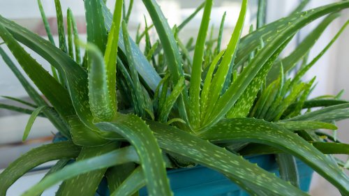 Grow Your Aloe Vera Plant Collection With This Easy Propagation Trick