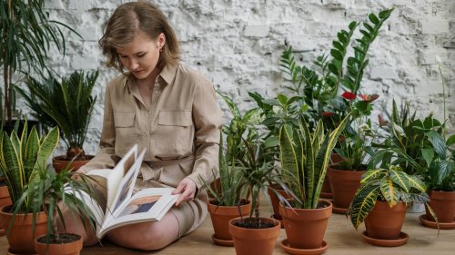 Stop Making These Common Indoor Gardening Mistakes, For Your Plants' Sake