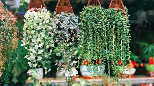 14 Flavorful Herbs That Will Thrive When Grown In Hanging Baskets