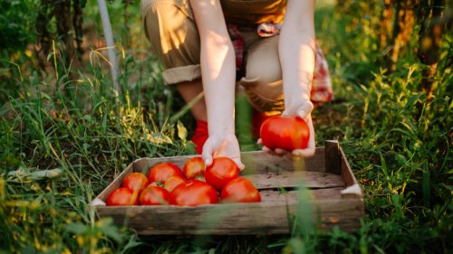 Here's Why The Tomatoes You Grew Taste So Bitter