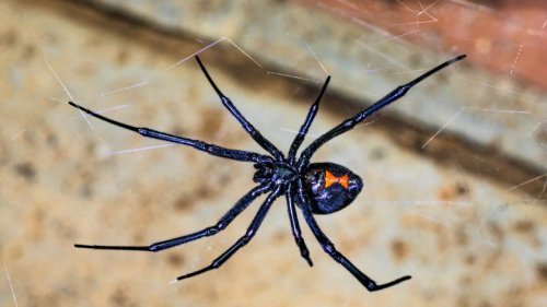Black Widow Spiders Stand No Chance Against This Popular Household Essential