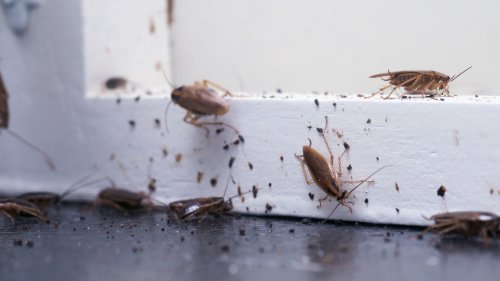 An Ingredient From Your Kitchen May Be Able To Solve Your Cockroach Problem