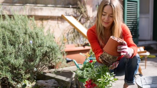 12 Fast-Growing Plants You Shouldn't Grow From Seed (And What To Do Instead)