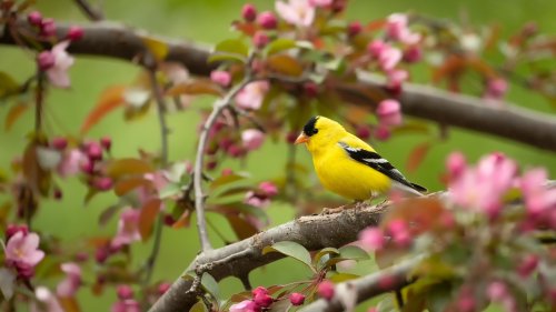 How To Attract More Songbirds To Your Yard